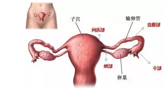 供卵做试管婴儿黄体酮的正常值是多少