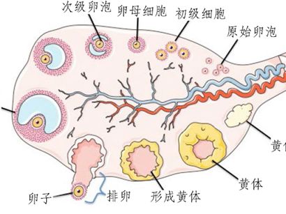 重庆供卵试管婴儿一个周期的费用是多少？