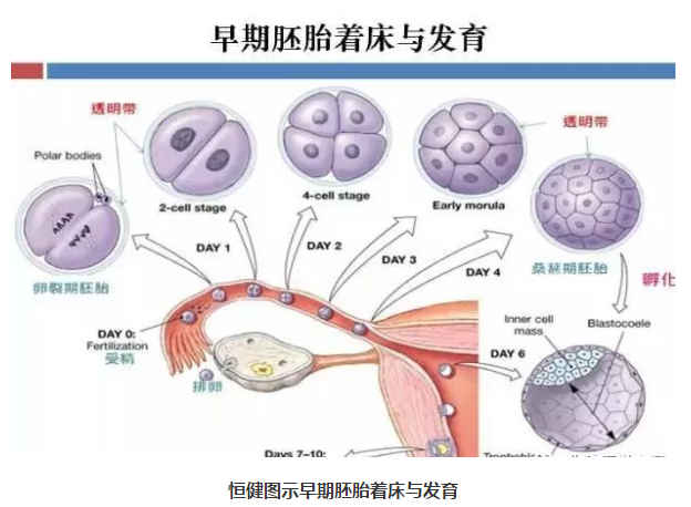 女性做供卵试管代怀医院要经历什么？
