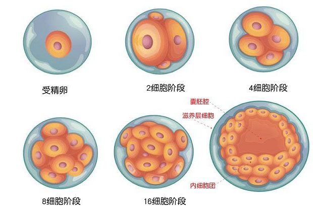 广州供卵赠卵试管代生的费用是多少？第一次不成功，第二次要收多少钱？