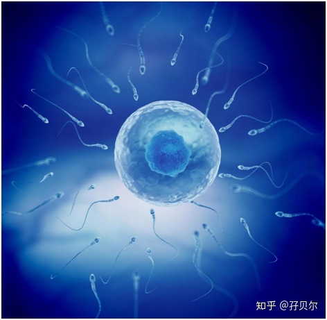 供卵机构天子生殖实验室