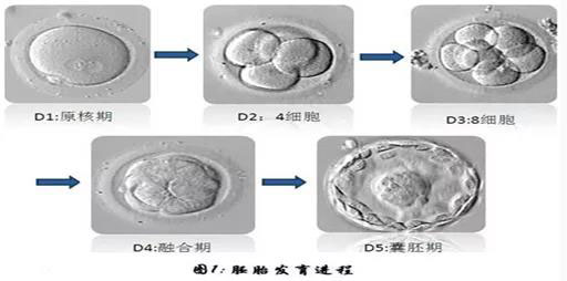 三代试管流程要多久