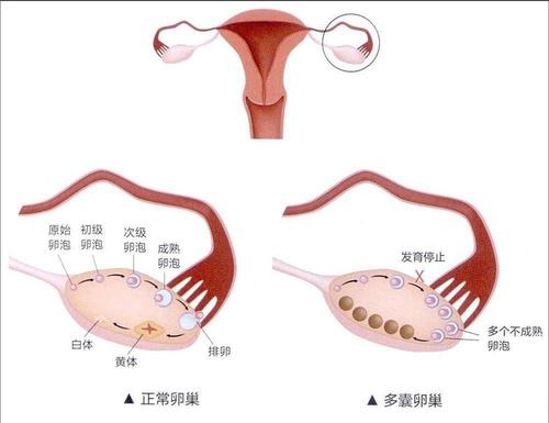 做试管婴儿重庆哪里做好