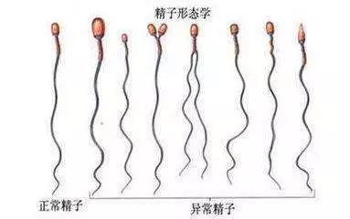 48岁试管成功率