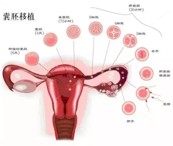 试管代生孩子合法吗准备好证件很重要